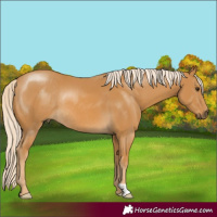 Horse Color:Palomino Rabicano