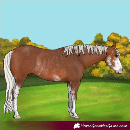 Horse Color:Silver Brown Sabino Rabicano 