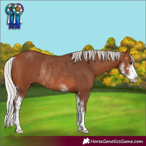 Horse Color:Silver Brown Sabino Rabicano 