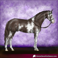 Horse Color:Liver Chestnut Sabino 