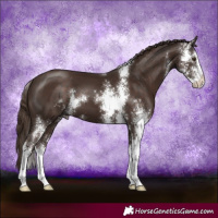 Horse Color:Liver Chestnut Sabino 