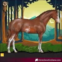 Horse Color:Chestnut Sabino
