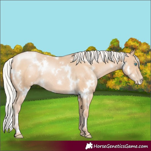 Horse Color:White Spotted Silver Buckskin Pearl Rabicano 
