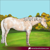 Horse Color:White Spotted Silver Buckskin Pearl Rabicano