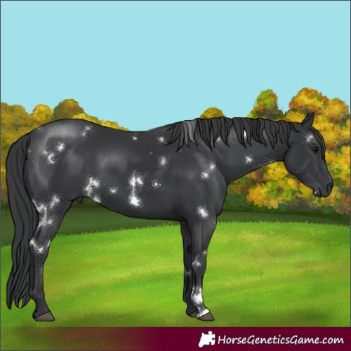Horse Color:White Spotted Black