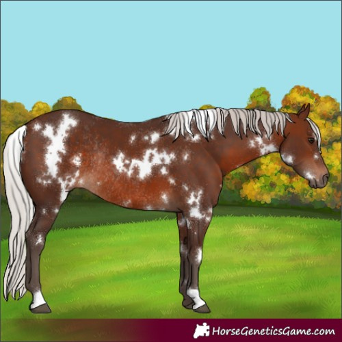 Horse Color:White Spotted Silver Brown Rabicano
