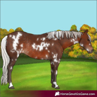 Horse Color:White Spotted Silver Brown Rabicano 