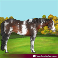Horse Color:Brown Sabino Rabicano