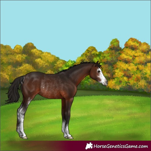 Horse Color:Gray Bay Sabino Rabicano 