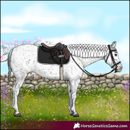 Horse Color:Brown Sabino 