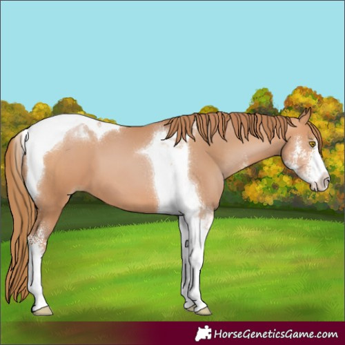 Horse Color:Bay Pearl Sabino Tobiano 