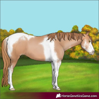 Horse Color:Bay Pearl Sabino Tobiano 