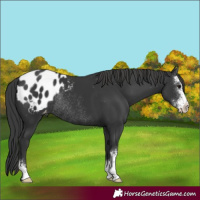 Horse Color:Black Sabino Blanket Rabicano 