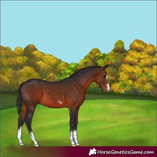 Horse Color:Brown 