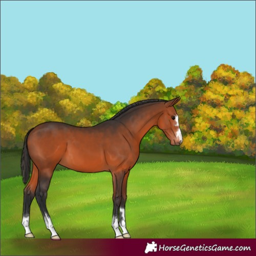 Horse Color:Bay 
