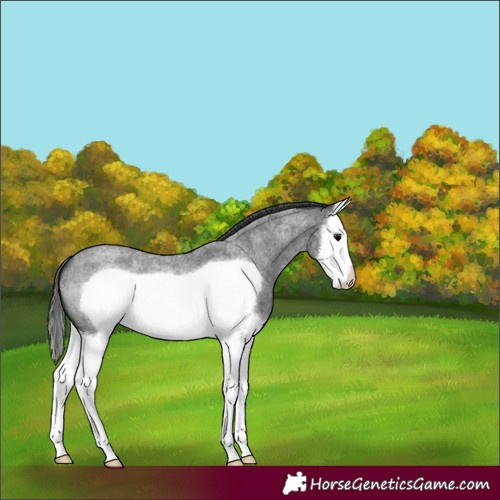 Horse Color:Blue Roan Splash Frame 