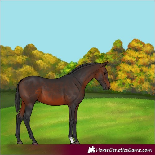 Horse Color:Brown 