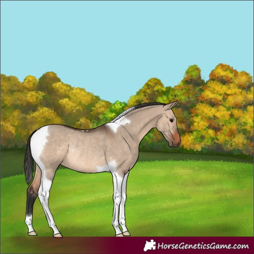 Horse Color:Brown Dun Tobiano Rabicano 