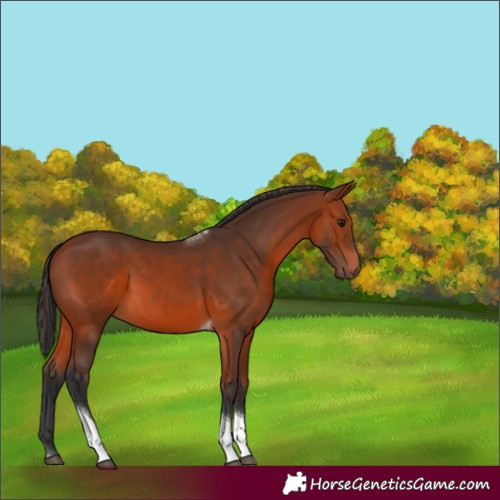 Horse Color:Unknown 