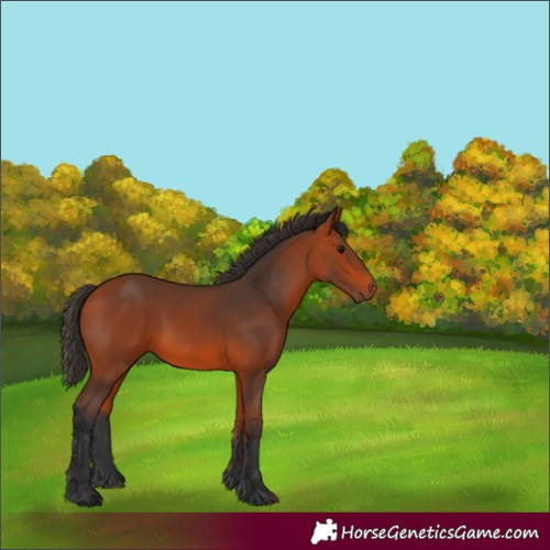Horse Color:Unknown 