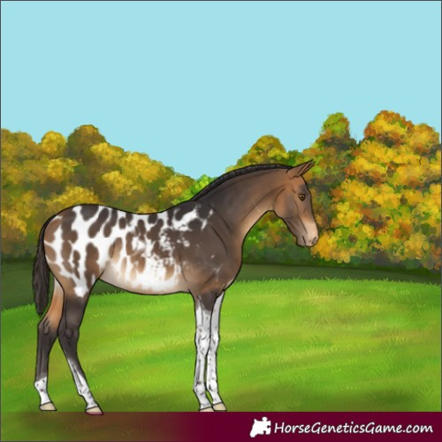 Horse Color:Buckskin Tobiano Appaloosa Rabicano