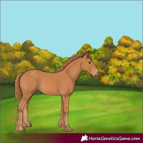 Horse Color:Unknown 