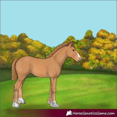 Horse Color:Chestnut 