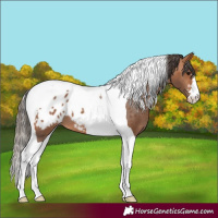 Horse Color:Bay Tobiano Blanket 