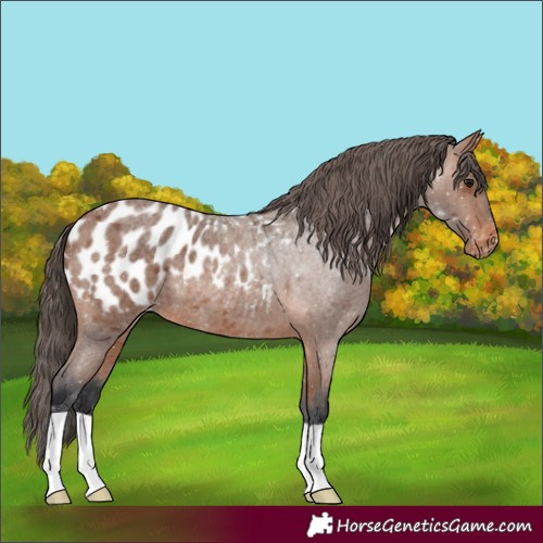Horse Color:Bay Roan Appaloosa 