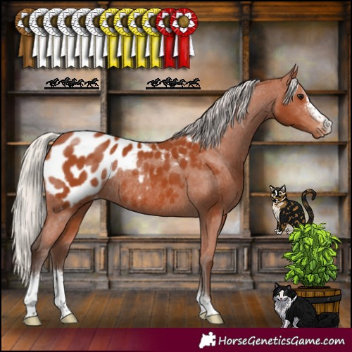 Horse Color:Silver Bay Sabino Appaloosa Rabicano 