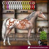 Horse Color:Silver Bay Sabino Appaloosa Rabicano