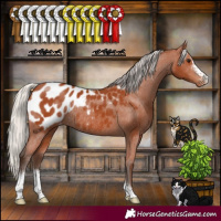Horse Color:Silver Bay Sabino Appaloosa Rabicano