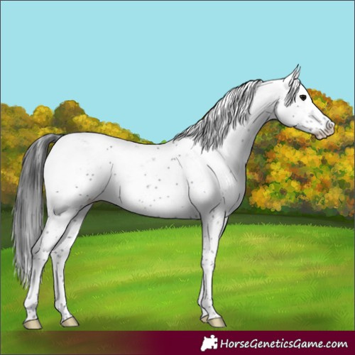 Horse Color:Black Sabino 