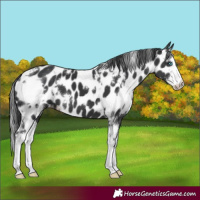 Horse Color:White Spotted Black Sabino Splash Appaloosa 