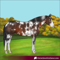 Horse Color:White Spotted Brown Sabino