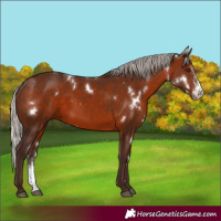 Horse Color:White Spotted Silver Brown Sabino Rabicano 