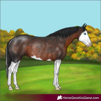 Horse Color:Brown Splash Rabicano