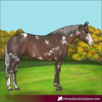Horse Color:White Spotted Silver Black Sabino Rabicano