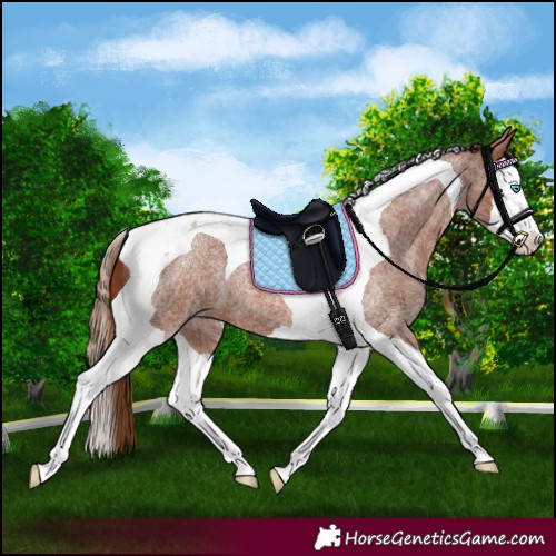 Horse Color:Red Roan Splash Tobiano 