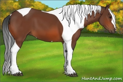 Horse Color:Bay Tobiano 