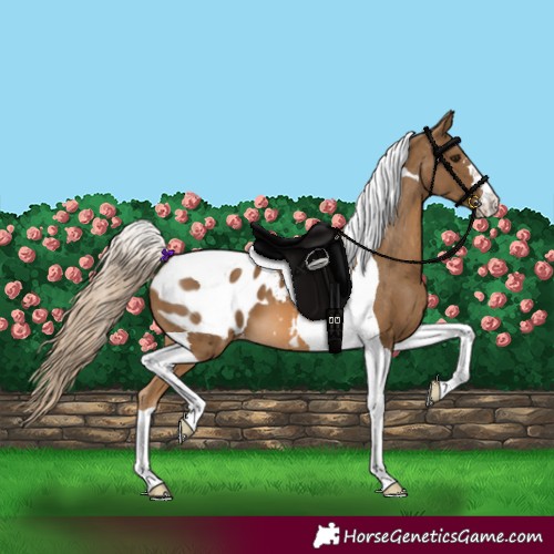 Horse Color:Chocolate Palomino Tobiano Appaloosa 