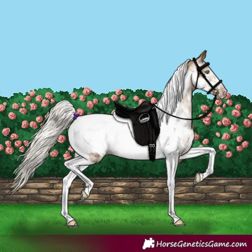 Horse Color:Gray Silver Amber Cream Champagne Sabino Tobiano Frame Appaloosa Rabicano 