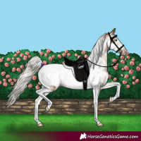 Horse Color:Gray Silver Amber Cream Champagne Sabino Tobiano Frame Appaloosa Rabicano 