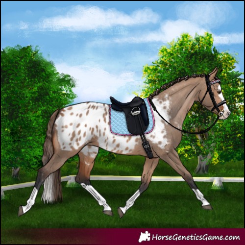 Horse Color:Bay Dun Splash Appaloosa 