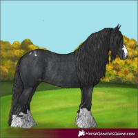 Horse Color:Black Appaloosa Rabicano