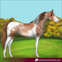 Horse Color:Brown Pearl Sabino Tobiano Varnish