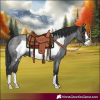Horse Color:Blue Roan Frame Rabicano
