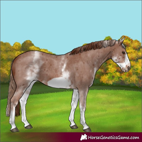 Horse Color:White Spotted Chestnut Sabino Frame 