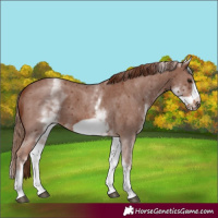 Horse Color:White Spotted Chestnut Sabino Frame