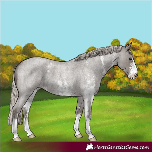 Horse Color:Silver Blue Roan Sabino 